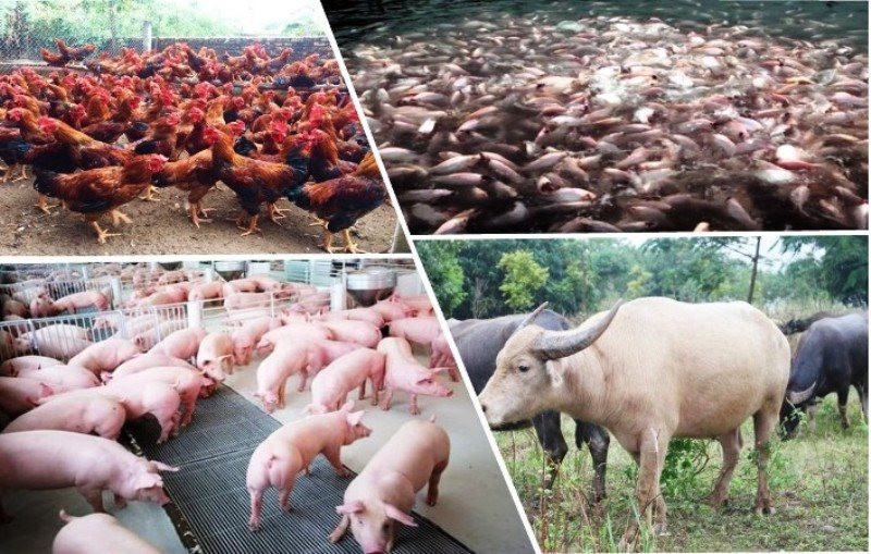 Yên Bái: Chủ động kiểm soát dịch bệnh, bảo vệ ngành chăn nuôi và thủy sản