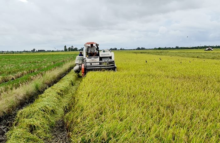 Ứng dụng trí tuệ nhân tạo trong nông nghiệp: Hướng đi mới để định vị hạt gạo Việt