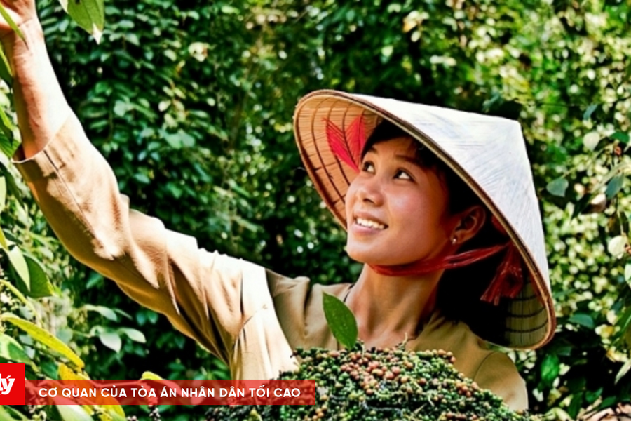 Không để "vàng đen" mất giá: Ngành hồ tiêu cần gì để bứt phá?