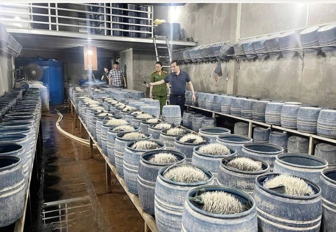 Phát hiện cơ sở sử dụng hóa chất cấm sản xuất giá đỗ tại Lào Cai