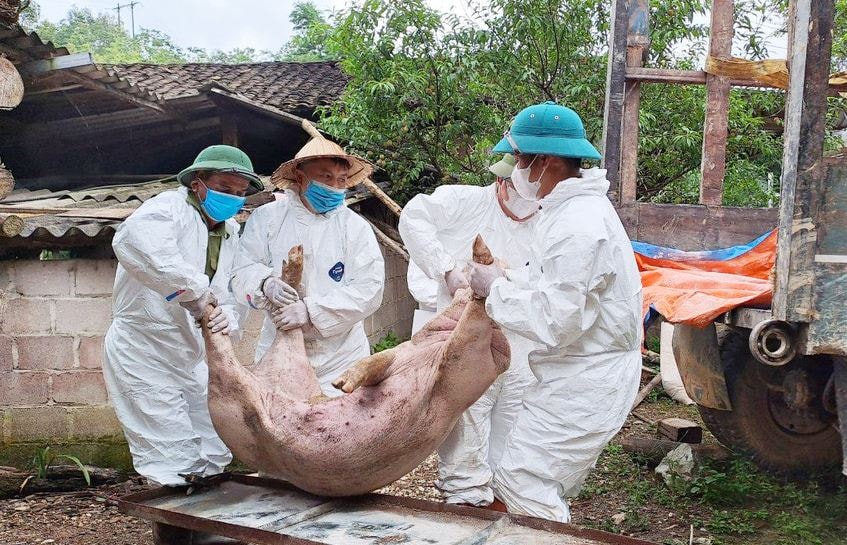 Hà Nam: Tiêu huỷ gần 3 tấn thịt lợn nhiễm virus dịch tả châu Phi