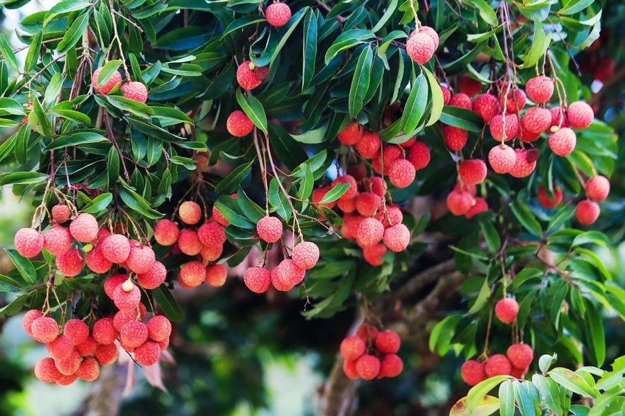 Vải thiều Bắc Giang sẵn sàng phục vụ người tiêu dùng trong và ngoài nước