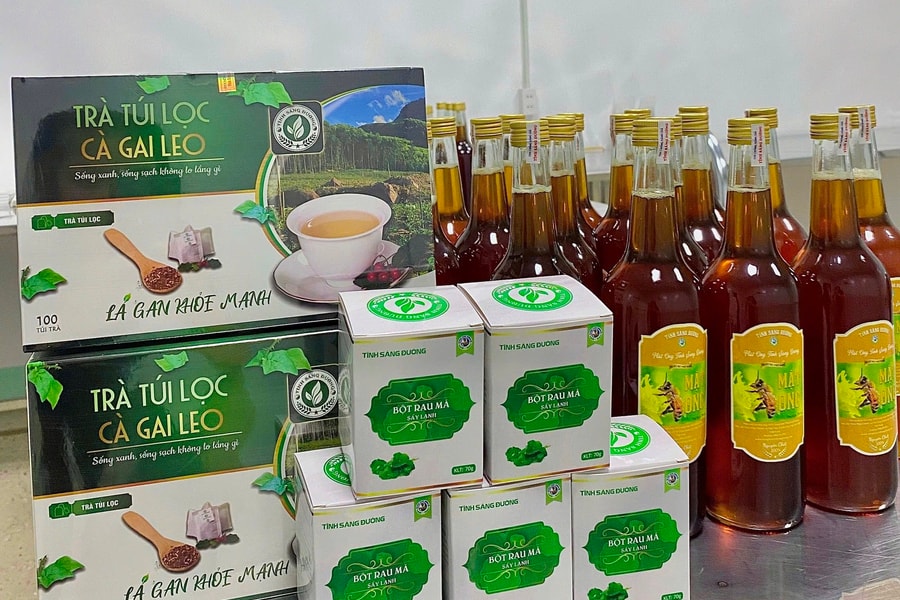 Vùng dược liệu xanh ở huyện miền núi Quỳ Hợp