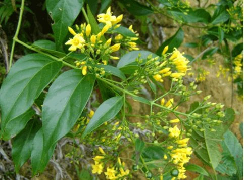 Khởi tố "lang băm" lấy lá ngón...để trị xương khớp