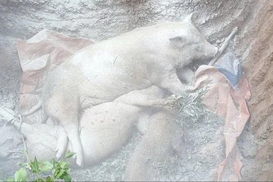 Quảng Trị: Tiêu hủy gần 2.000 con lợn vì dịch tả lợn châu Phi