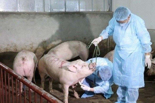 Triển khai quyết liệt, đồng bộ các giải pháp phòng, chống bệnh dịch tả lợn châu Phi