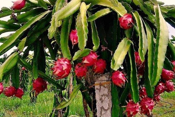 Khắc phục "nút thắt" xuất khẩu nông sản sang EU