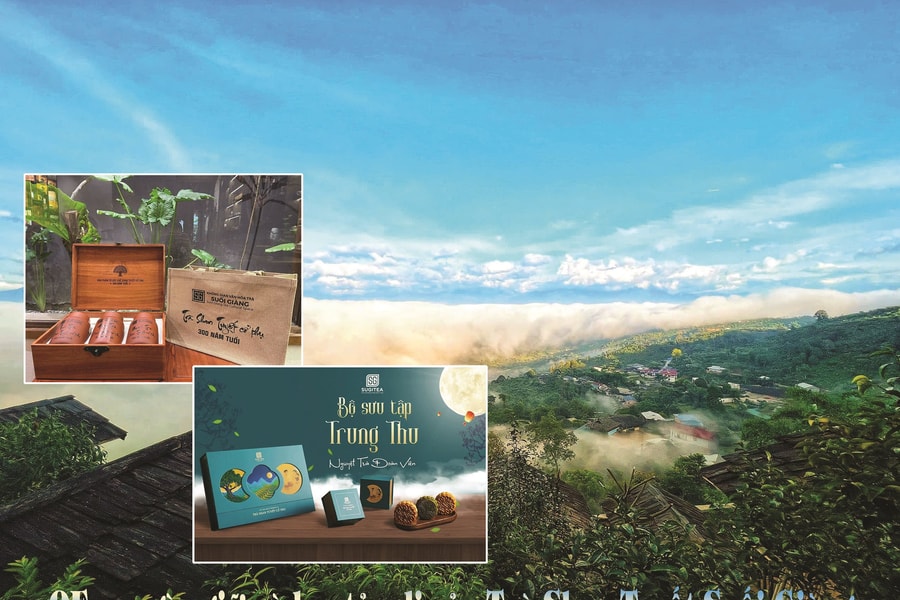 QFarm gìn giữ và lan tỏa di sản Trà Shan Tuyết Suối Giàng