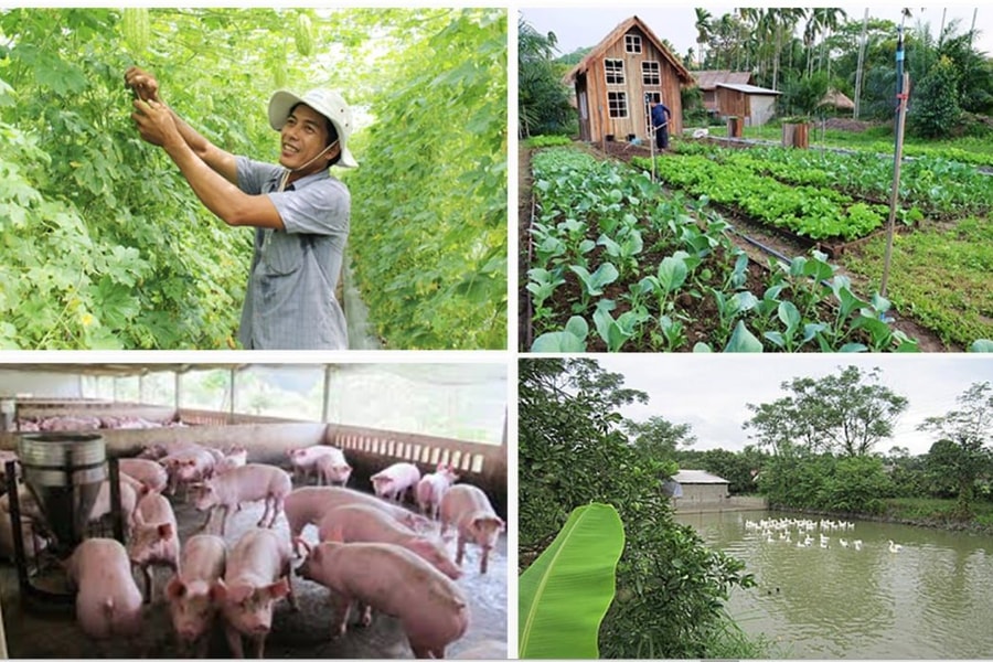 Phát triển kinh tế VAC - nền tảng cho nông nghiệp xanh