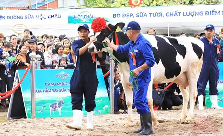 Hoa hậu bò sữa Mộc Châu: 'Tôn vinh những người nông dân nuôi bò thượng thặng'