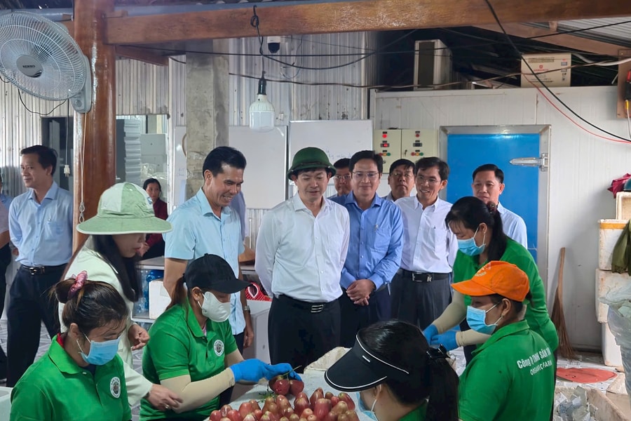 'Cha đẻ' mận hồng Sân Tiên và khát vọng làm giàu cho quê hương