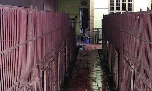 ENV kêu gọi chấm dứt tình trạng nuôi gấu lấy mật