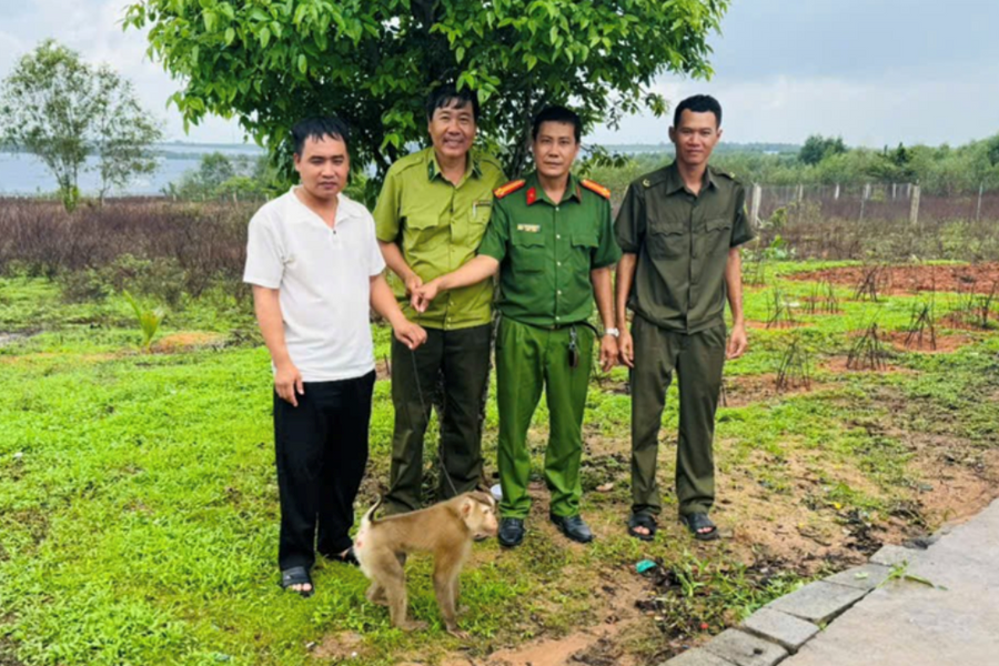Cá thể khỉ đuôi lợn quý hiếm được thả về rừng tự nhiên