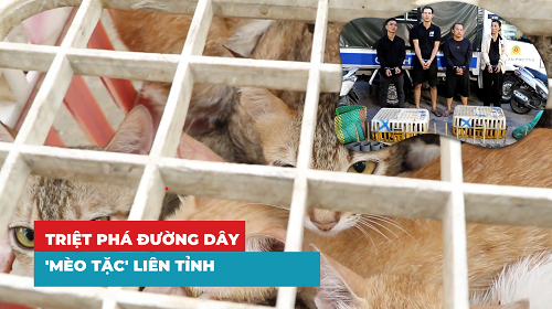 Triệt phá đường dây 'mèo tặc' liên tỉnh, giải cứu hơn 500 con mèo