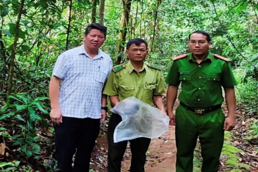 Tê tê vàng và chim công lục được cứu hộ, thả về tự nhiên