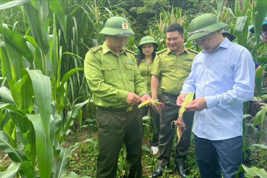 Đồng bộ giải pháp bảo vệ rừng, bảo tồn đa dạng sinh học