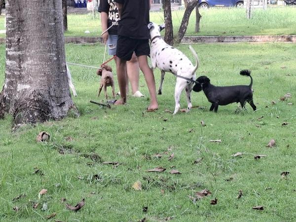 Từ 1/8/2026: Không rọ mõm, không xích giữ chó nơi công cộng có thể bị phạt đến 2 triệu đồng