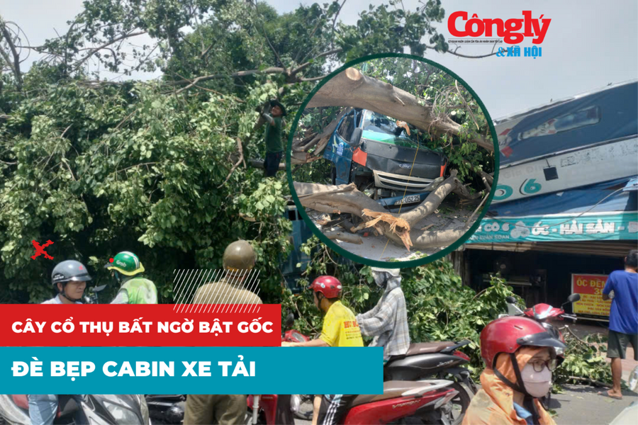 Cây cổ thụ bất ngờ bật gốc đè bẹp cabin xe tải