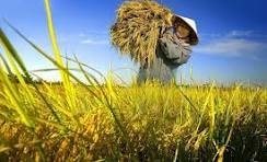 Giá nông sản ngày 17/6: Cà phê tiến sát mốc 90.000 đồng/kg