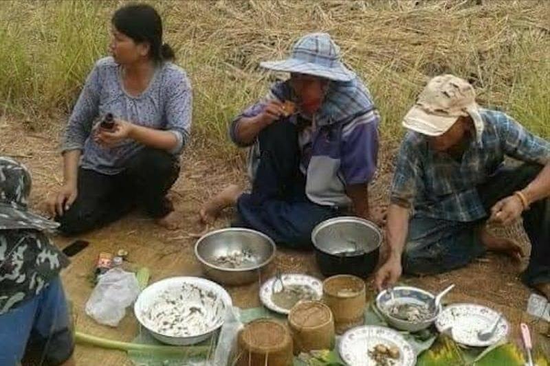 Cơm nắm mo cau