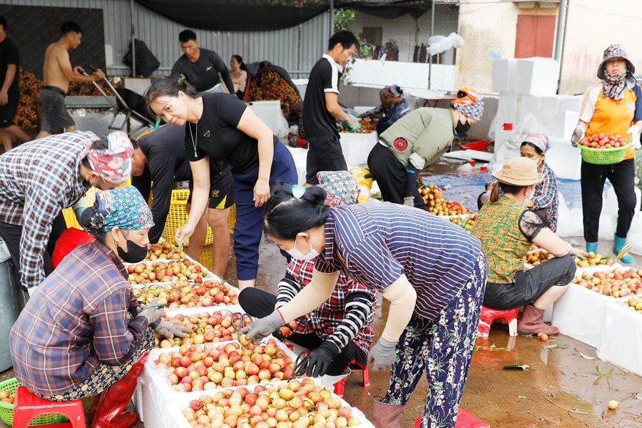 Vải thiều được giá, Bắc Ninh thu về gần 6.000 tỷ đồng