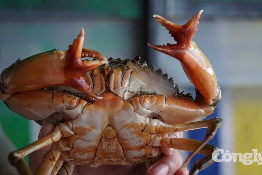 Cua biển có “6 bộ kẹp” hiếm gặp ở Cà Mau