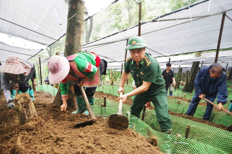 Bộ đội Biên phòng Lai Châu đồng hành cùng người dân phát triển sinh kế từ sâm