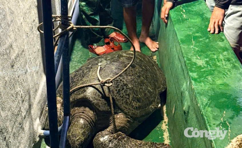 Thả cá thể vích nặng 120 kg quý hiếm về biển
