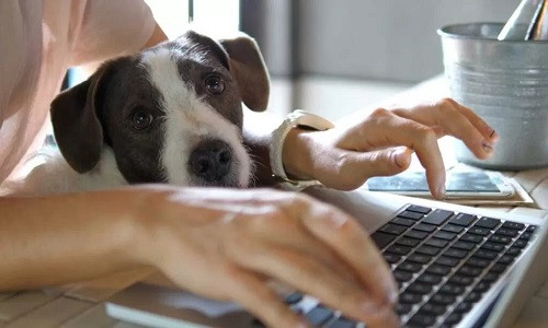 Chuyện thú vị tại Ý: Người lao động có thể được nghỉ hưởng lương để chăm thú cưng bị bệnh