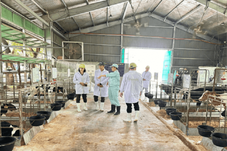 Tăng cường bảo đảm an ninh chuỗi sản xuất, kinh doanh sữa