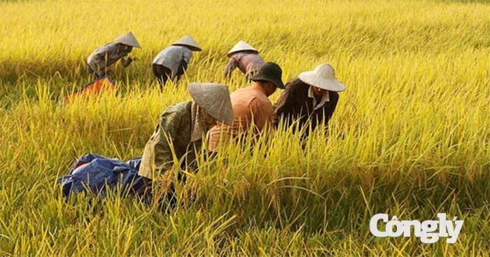 ‘Ai ơi bưng bát cơm đầy, dẻo thơm một hạt đắng cay muôn phần’