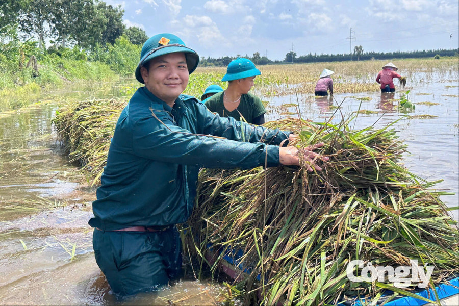 Giúp dân cứu lúa sau sự cố vỡ đê bao
