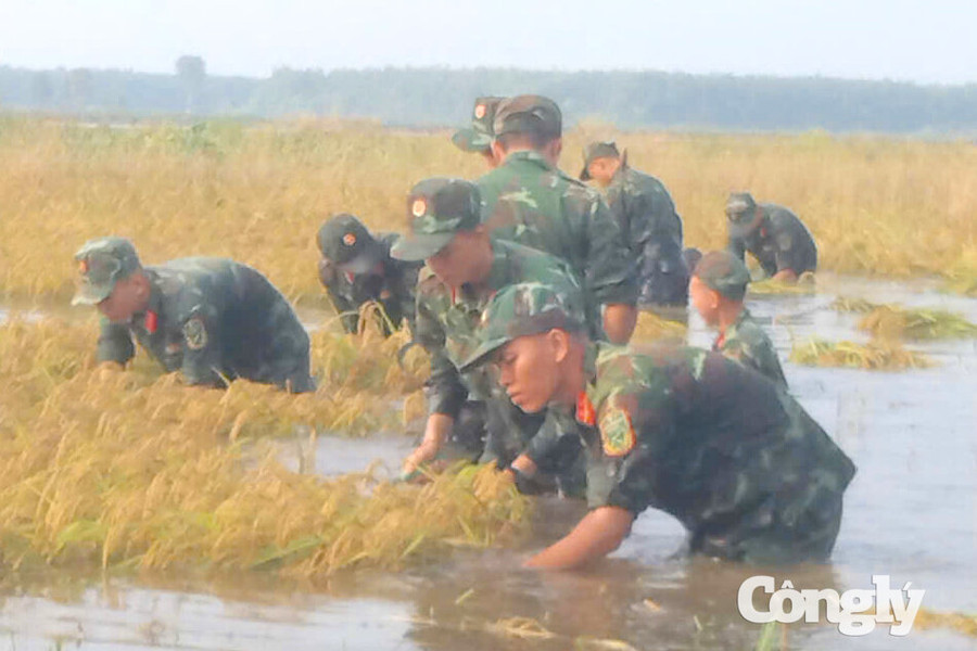 Cán bộ, chiến sĩ giúp dân thu hoạch 13 ha lúa khỏi mưa lũ