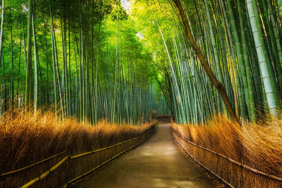 Rừng tre Sagano ở Kyoto và bản hòa âm đặc biệt từ những thân tre